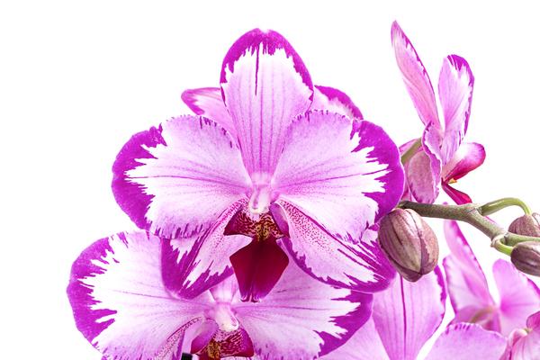 Schmetterlingsorchidee - Phalaenopsis