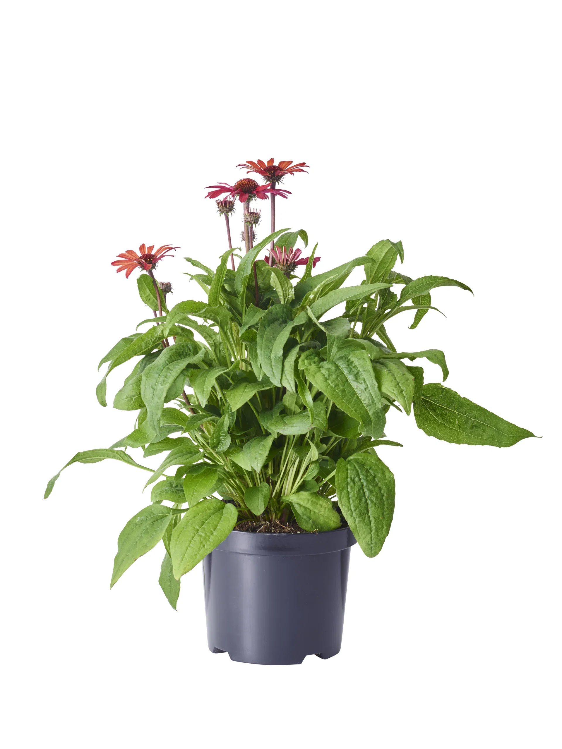 Echinacea purpurea Red Purpursolhatt Ø19 cm