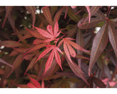 Japanse esdoorn Acer palmatum 'Shaina' H 50-60 cm Co 3 L