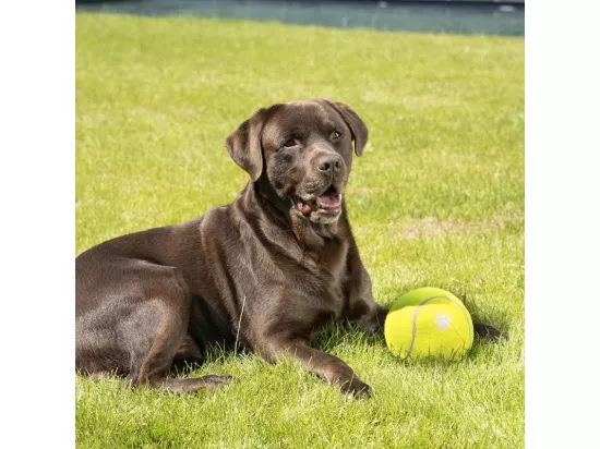 Jouet pour Chien 