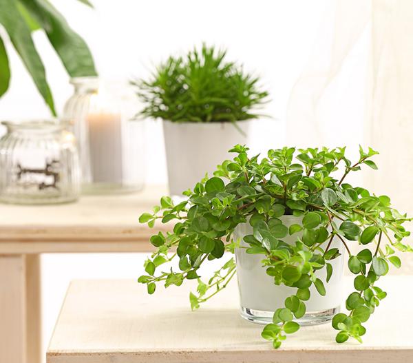 Peperomie - Peperomia rotundifolia