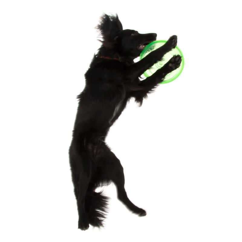 Frisbee en TPR