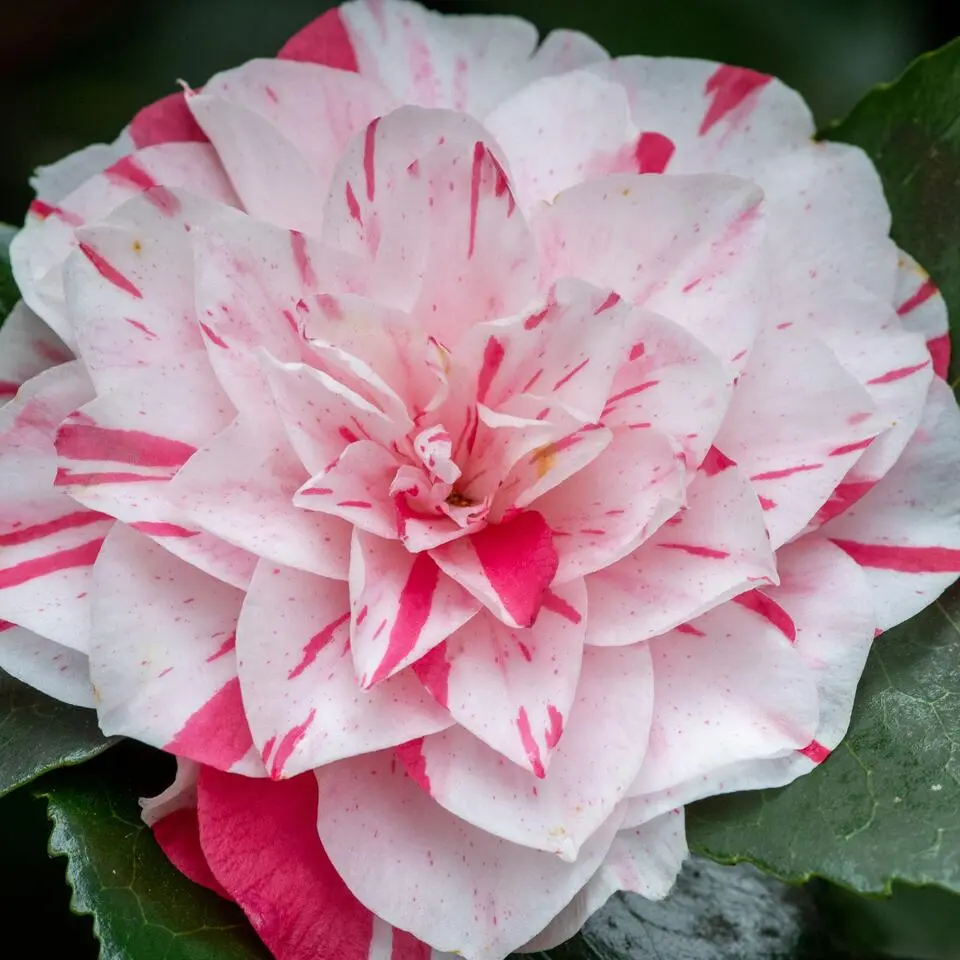 Japanse Roos - Set van 2 - Camellia 'Bonomiana' - Hoogte 50-60cm - ⌀15cm