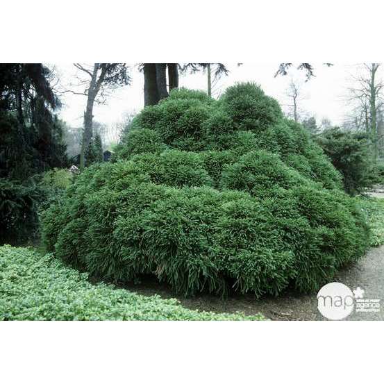 Cèdre du Japon (Cryptomeria japonica) 'Globosa Nana' 30/40: pot 3L