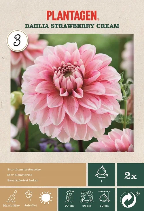 Plantagen Georgine 'Strawberry Cream' 2 pk