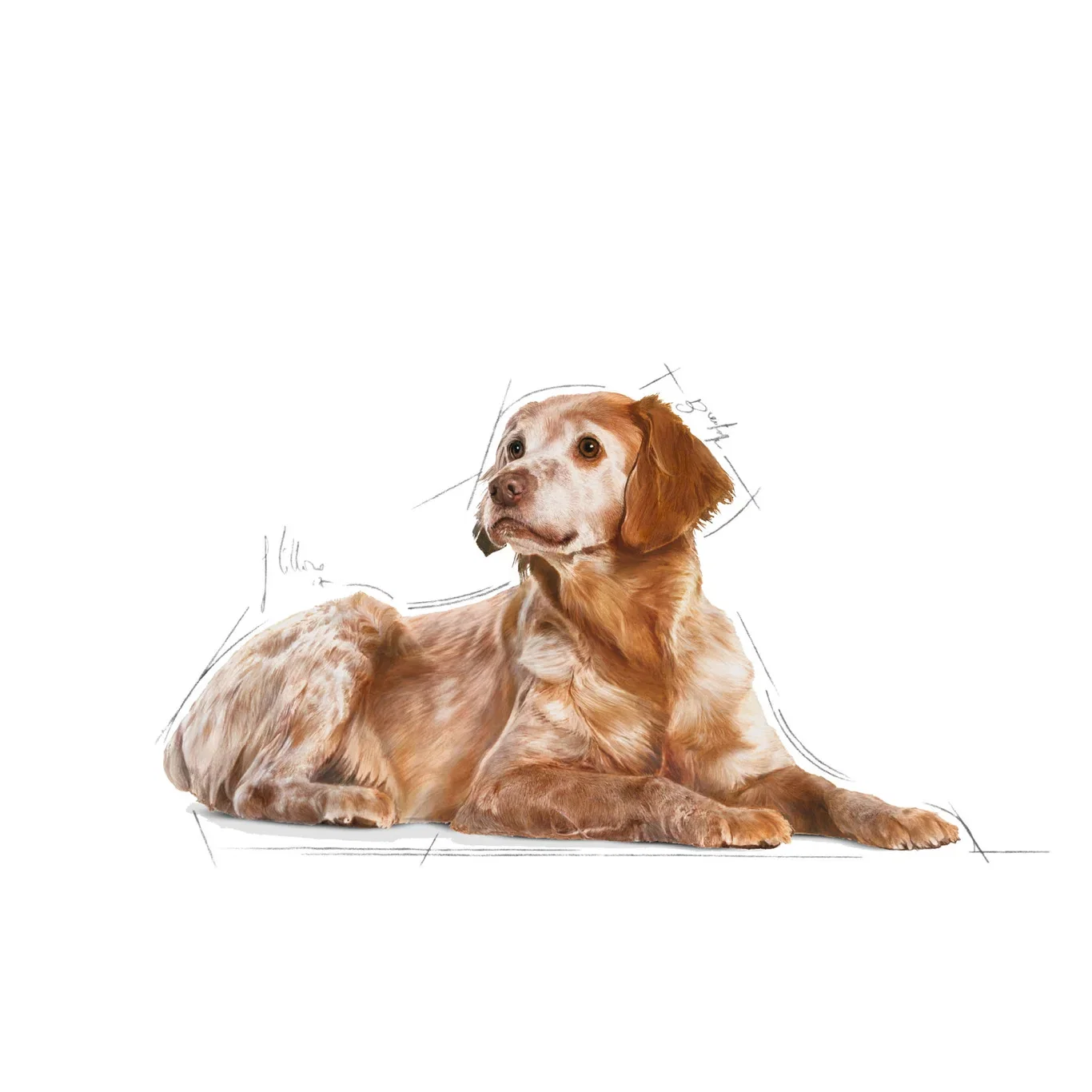 Royal Canin Royal Canin Medium Ageing 10 140 g