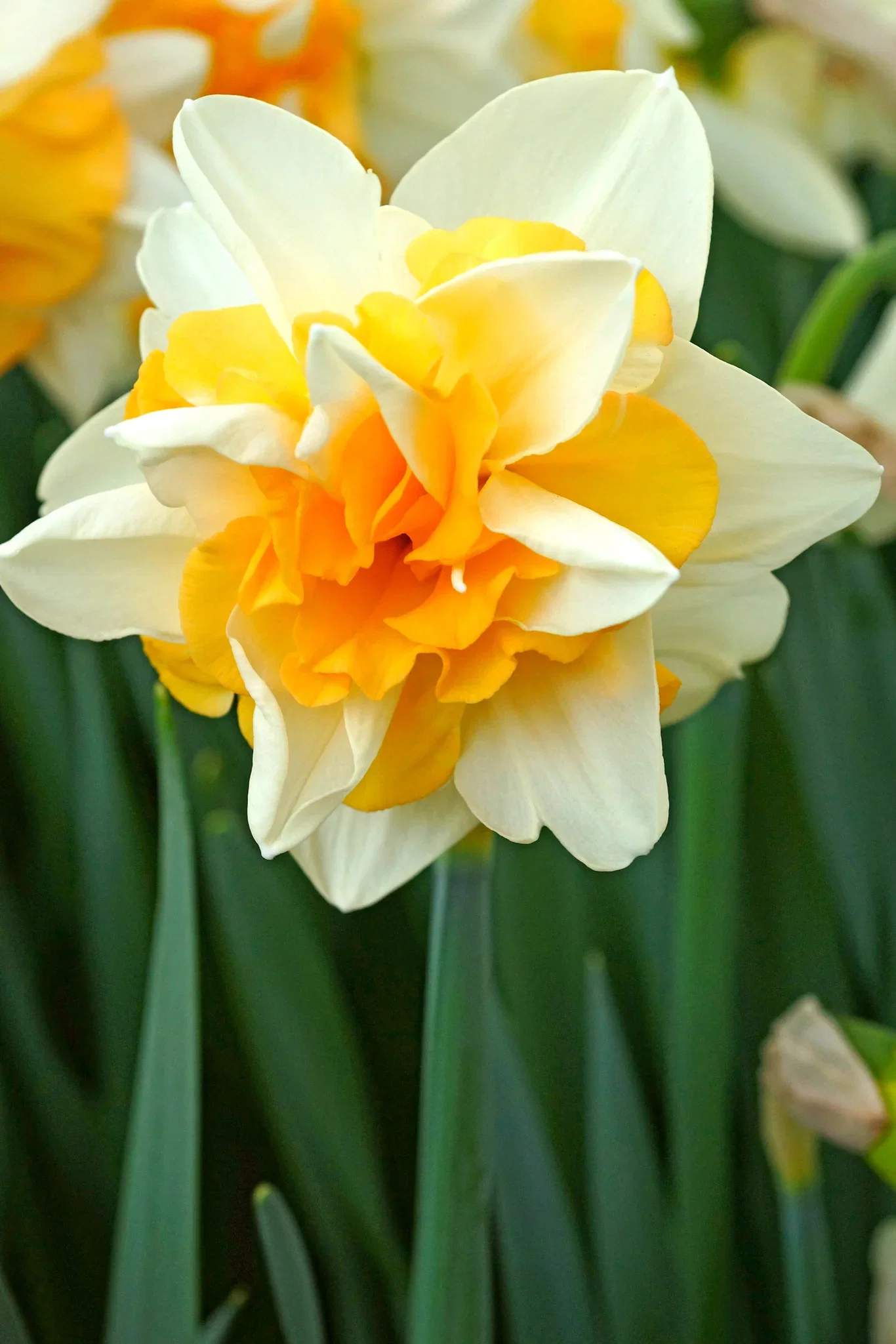 Tulipa gesneriana (Late double flowering Group) 'Sweet Desire' Påskelilje 'Sweet Desire'