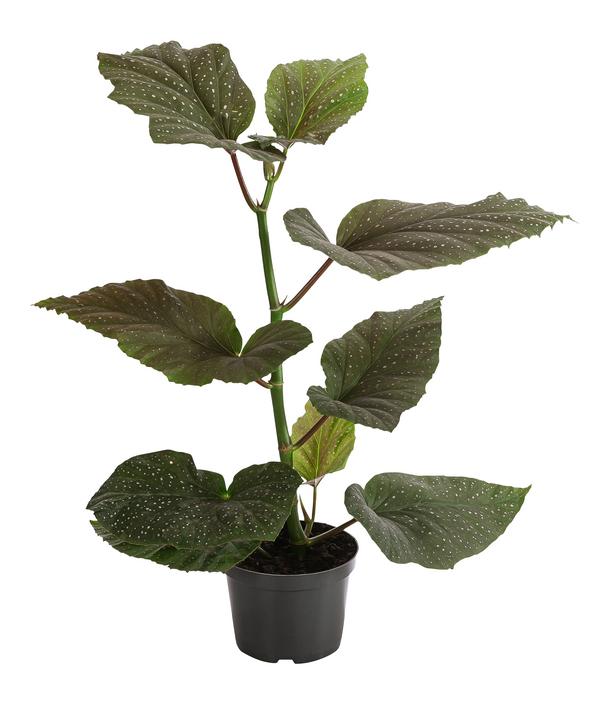 Forellenbegonie - Begonia maculata 'Wings'