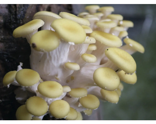 Paddenstoelen kweekset 