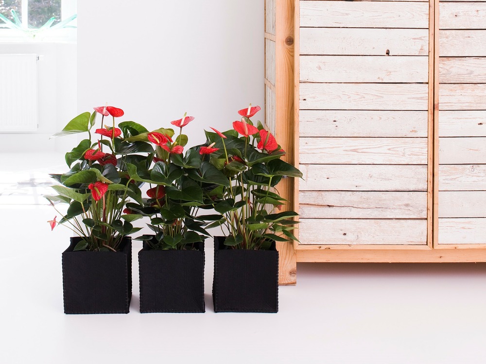 2x anthurium 'aristo' red– flamingo plant - plante d'intérieur - facile d'entretien - ⌀12 cm - ↕30-40 cm