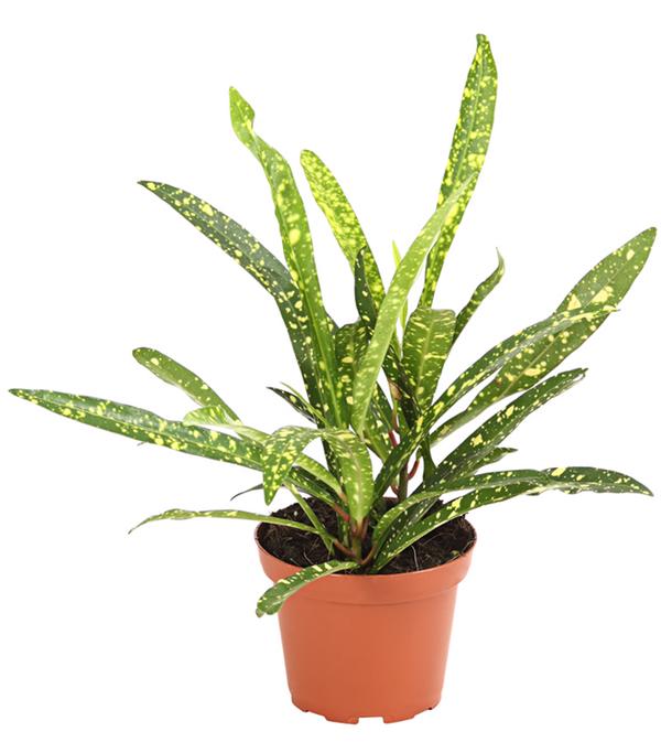 Wunderstrauch - Codiaeum variegatum,