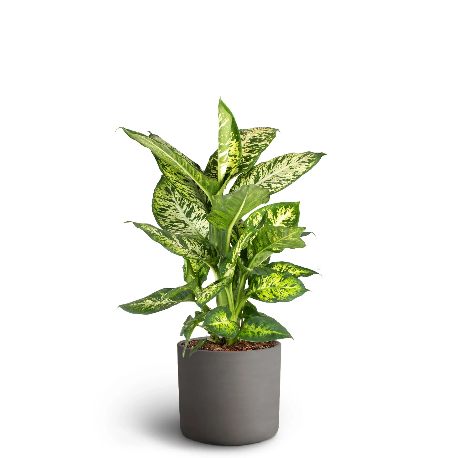 Leaf in Deco Pot 17 cm Grønn plante i potte Høyde 50-60 cm