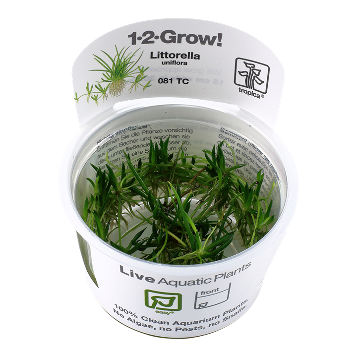 Waterplant Littorella Uniflora