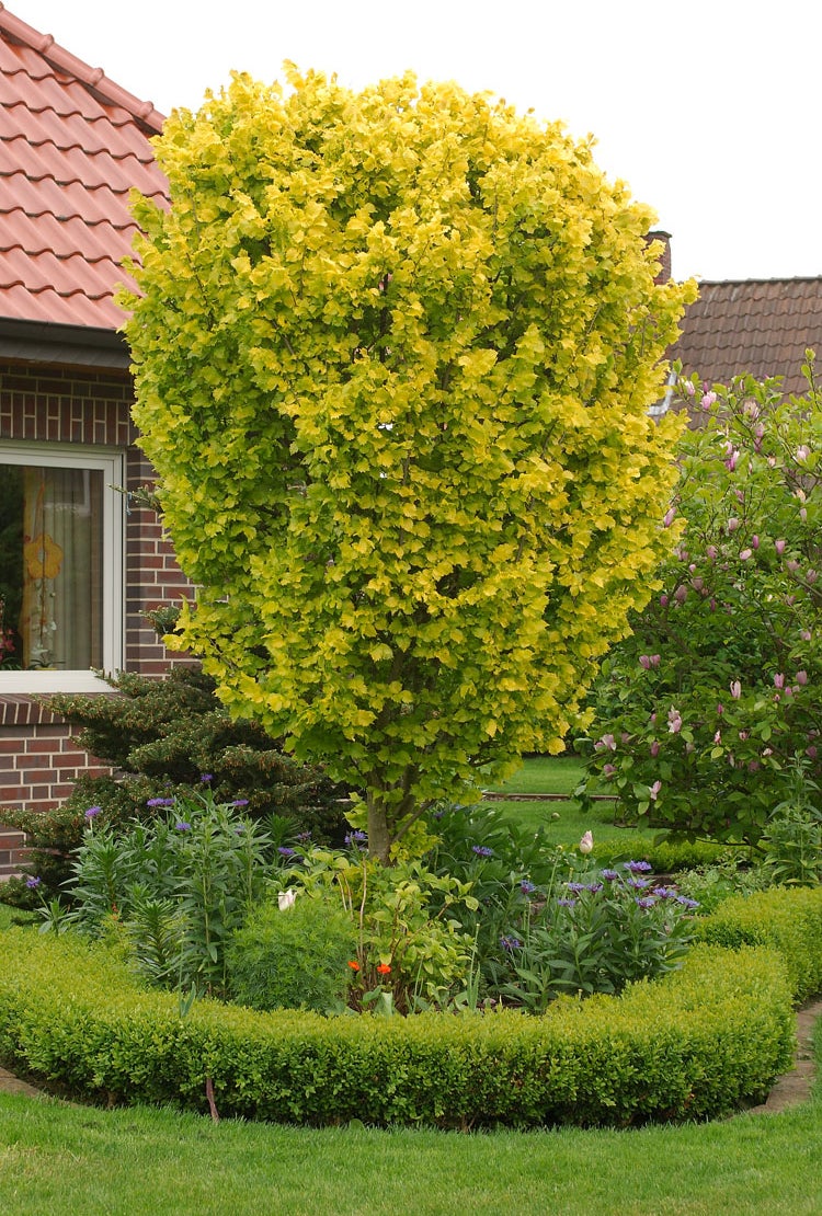 Goud Iep (Ulmus hollandica 'Wredei') D 32 H 270 cm