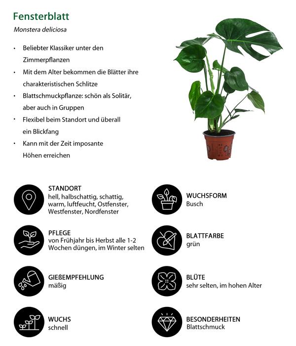 Zimmerpflanzen-Set Grüne Klassiker, 3-teilig