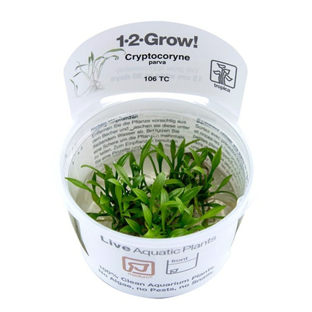 Cryptocoryne parva in vitro