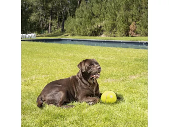 Jouet pour Chien 