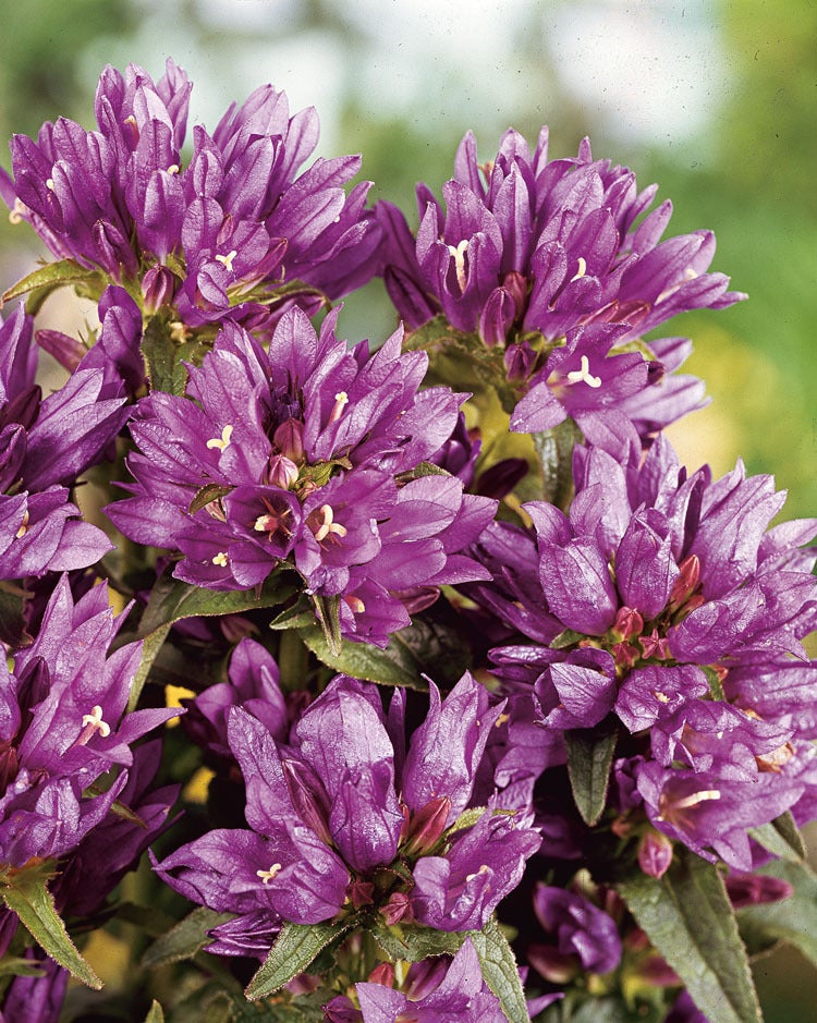 Kluwenklokje (Campanula glomerata 'Acaulis') D 9 H 10 cm