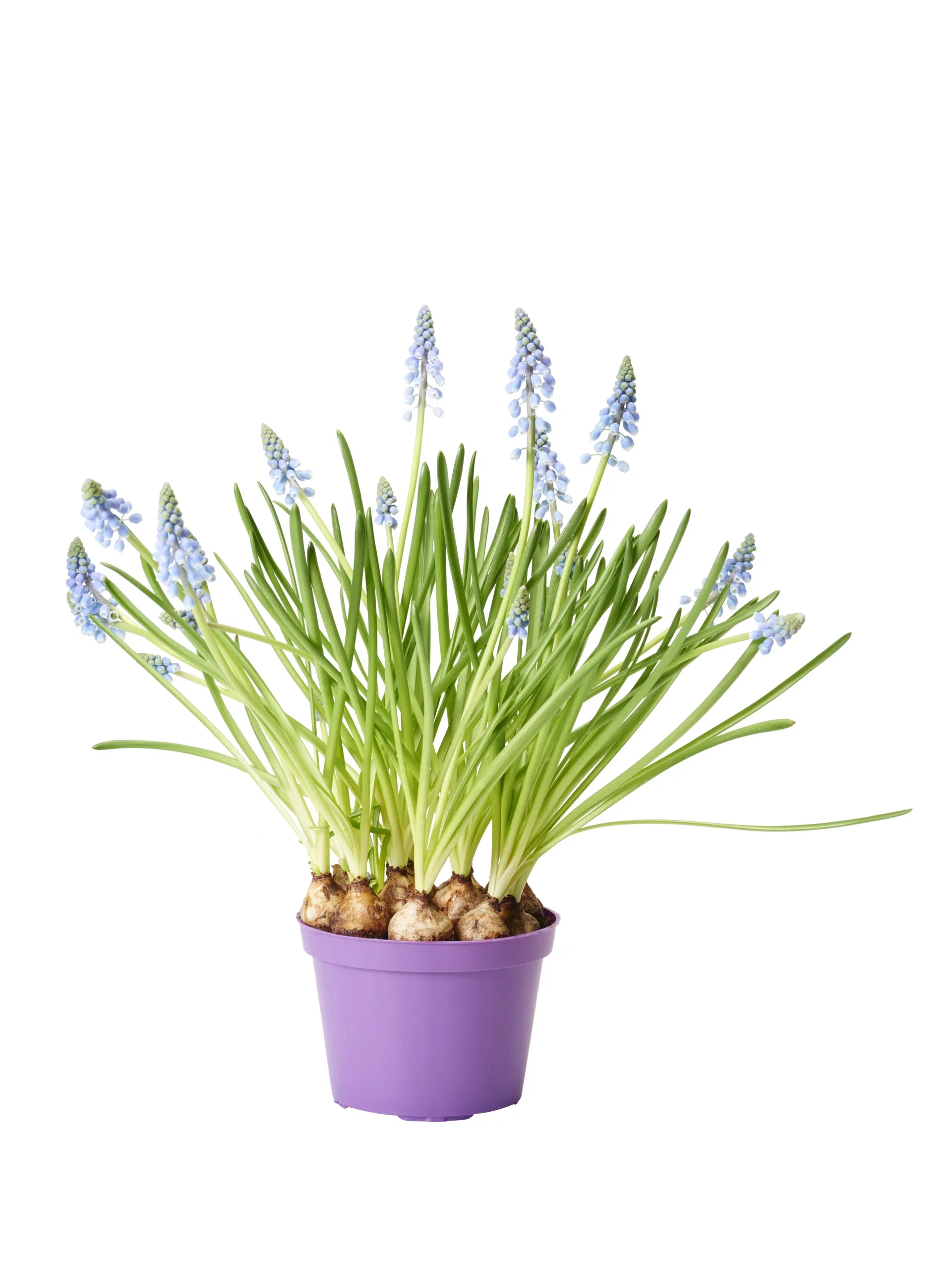 Perleblomst 'Blue Magic' Ø12 cm