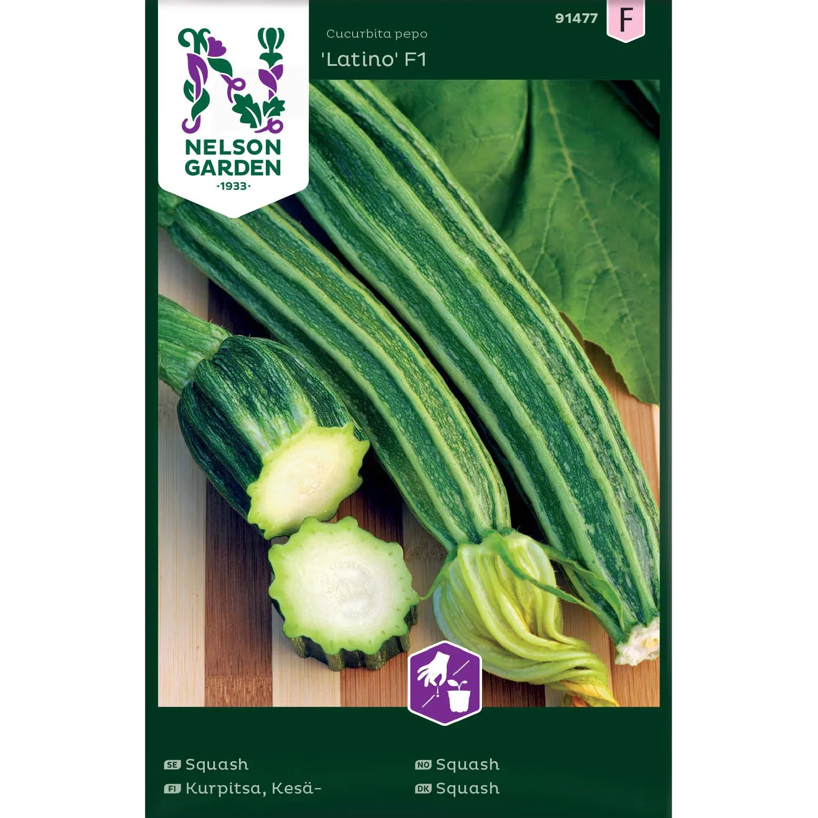 Cucurbita pepo 'Latino', Squash 'Latino'