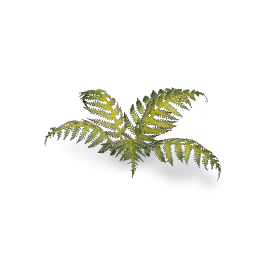 Laser Plants - Bracken