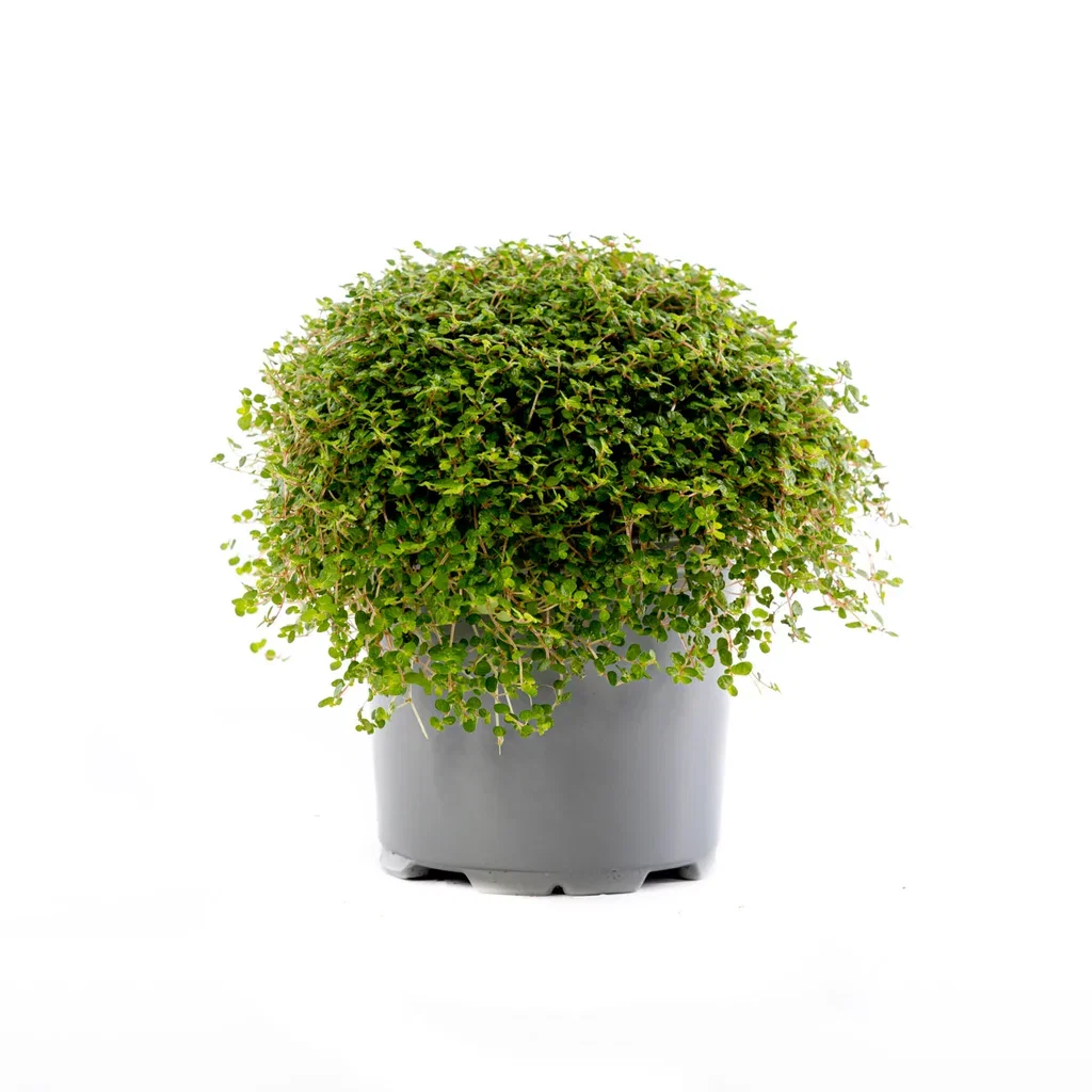 Soleirolia soleirolii Solerolia Ø11 cm