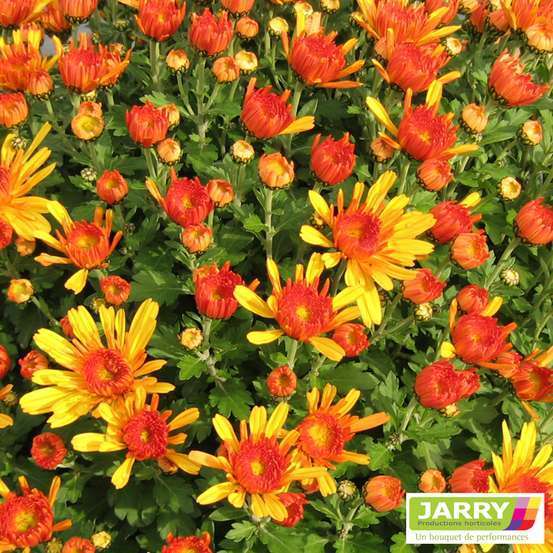 Chrysanthème multi carousel D11cm - Coloris variables