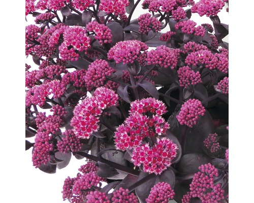 Vaste planten in diverse soorten FloraSelf H 35-45 cm Co 5 L