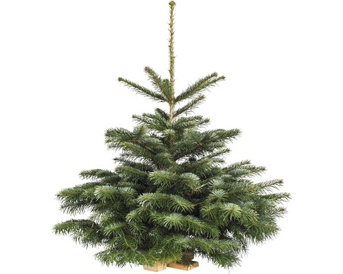 Nordmannspar op houten kruis, 80-100 cm hoog, gekapte kerstboom uit duurzame teelt