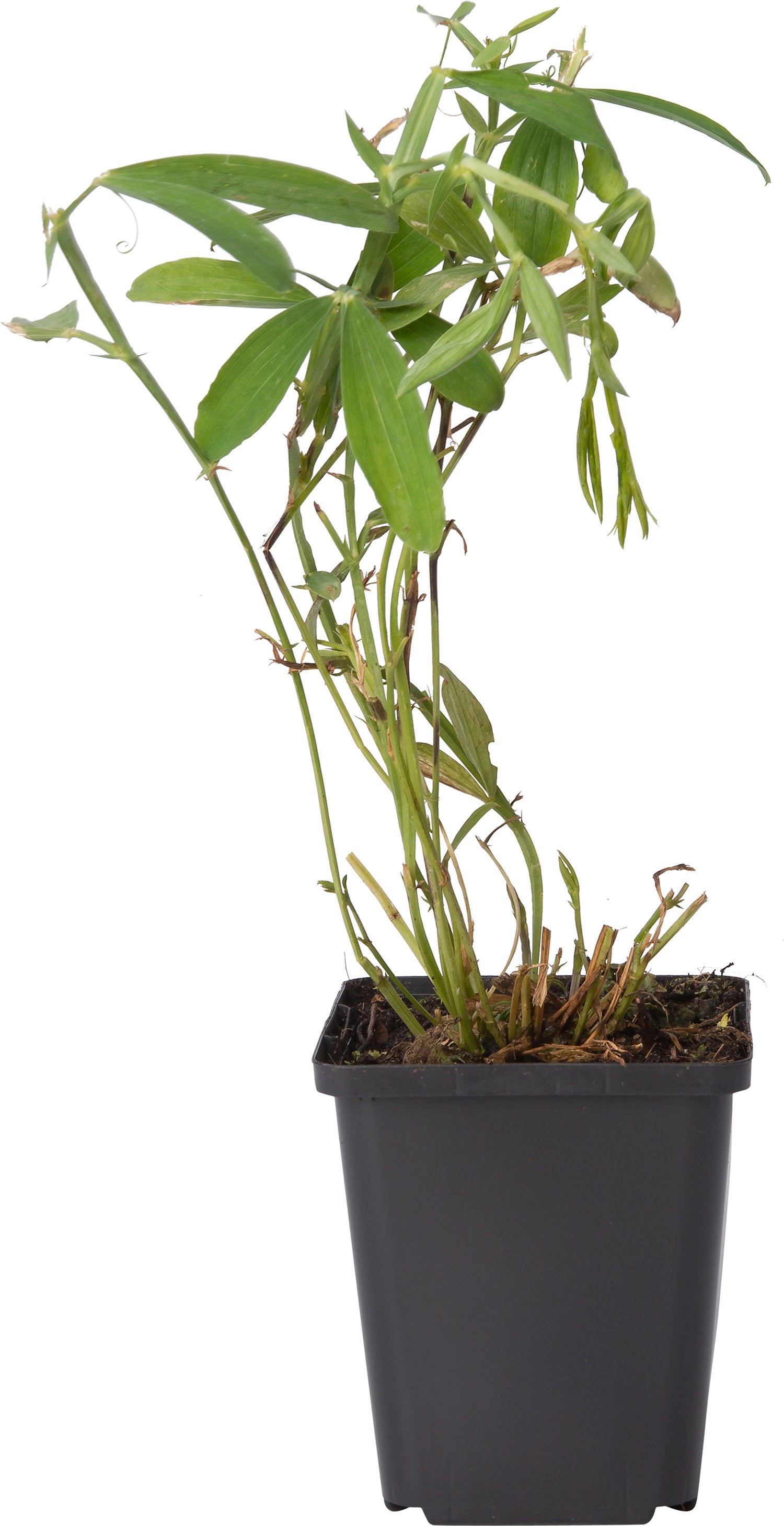 Pronkerwt (Lathyrus latifolius 'White Pearl') D 9 H 10 cm