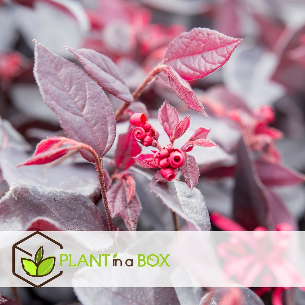 Loropetalum ever red - set de 4 - arbuste - pot 13cm - hauteur 25-35cm