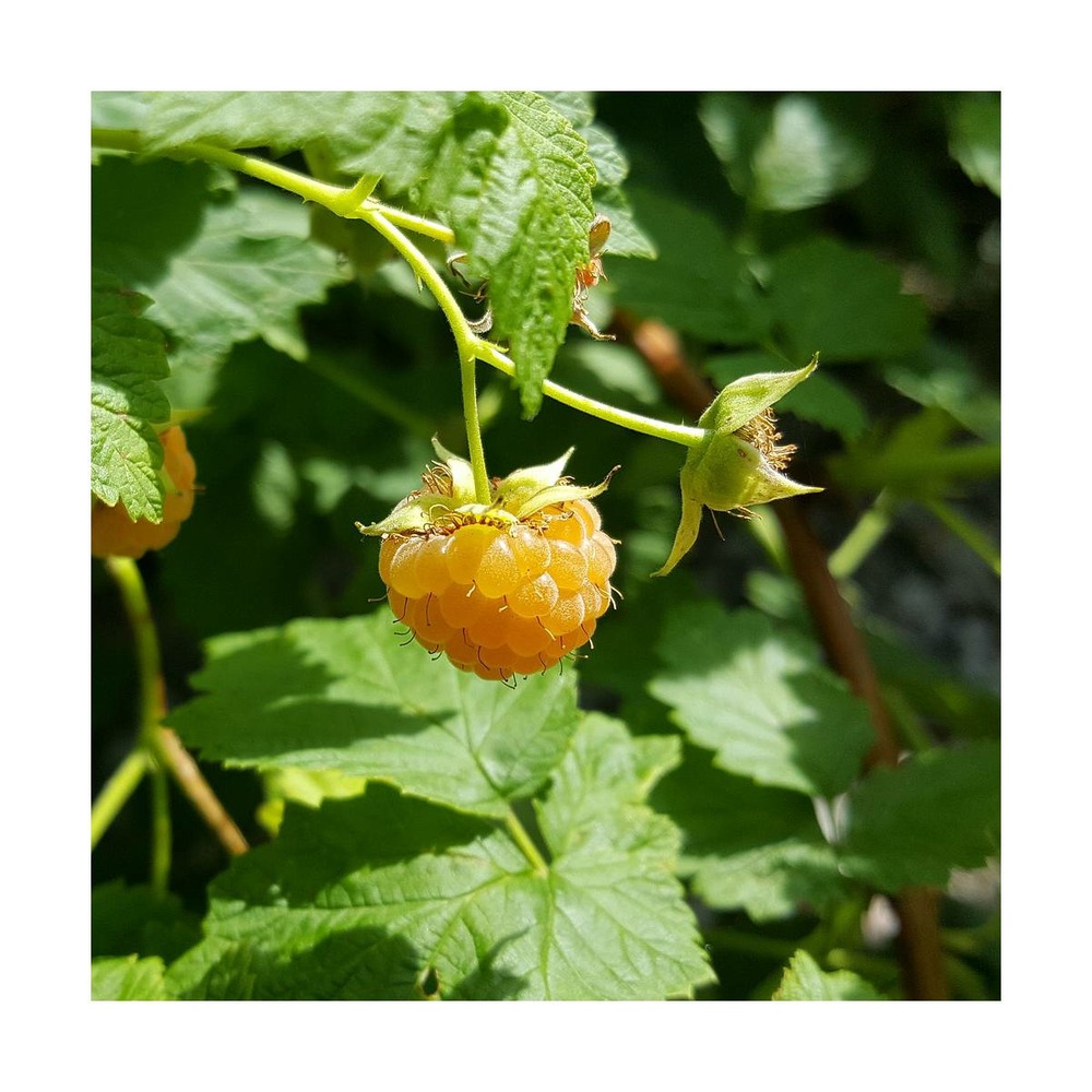 Framboisier idaeus goodasgold®/rubus idaeus goodasgold®[-]pot de 1,5l - 20/50 cm