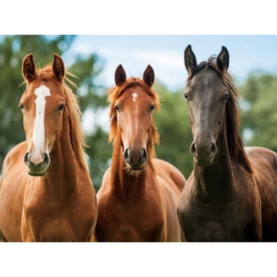 Cornelissen Placemat - drie paarden - 3D - 30 x 40 cm