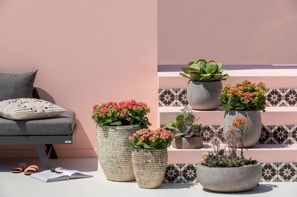 Freiland-Kalanchoe, verschiedene Farben