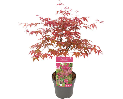 Japanse esdoorn Acer palmatum 'Beni Maiko' H 30-40 cm Co 3 L