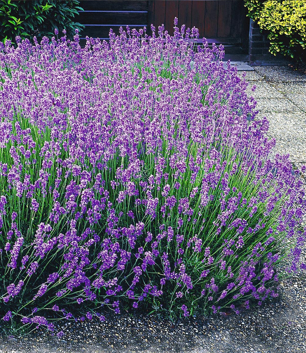 Lavendel-Mix 'Weiß & Blau'