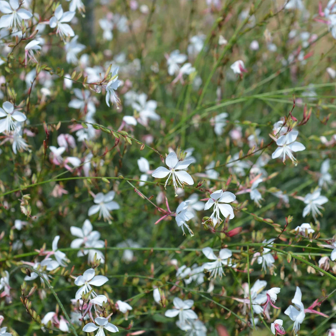 Gaura lindheimeri 'Whirling Butterflies' Sommerlys 'Whirling Butterflies' Ø11 cm
