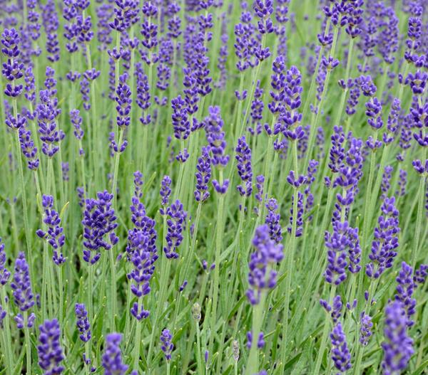 Lavendel