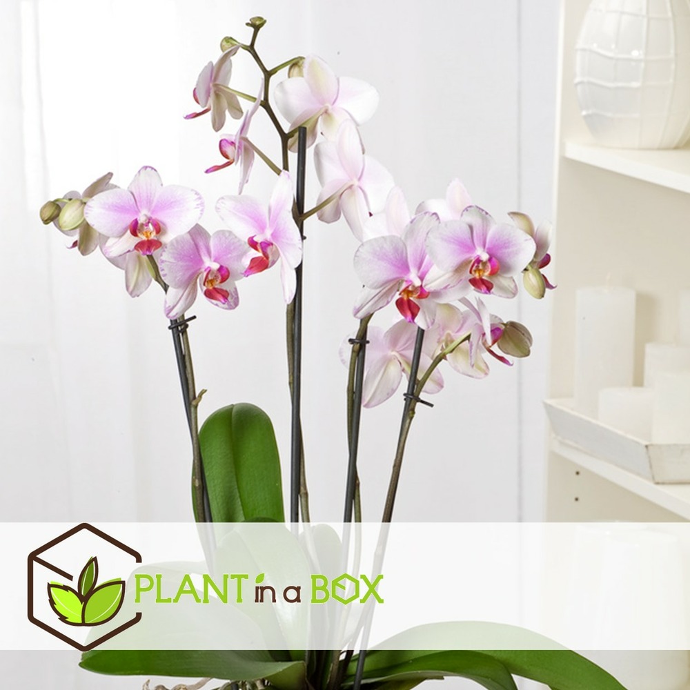 Phalaenopsis multiflora - orchidée rose - pot 12cm - hauteur 35-45cm