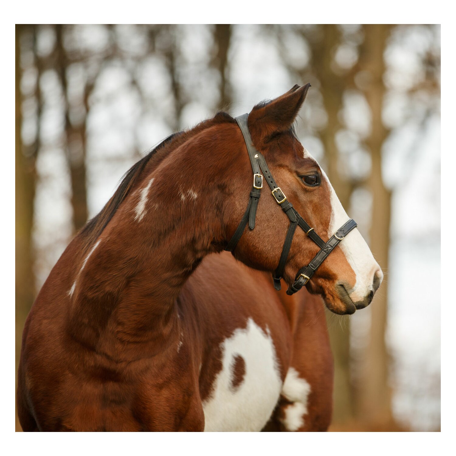 Sabro Kappzaum Light  - schwarz - Pony
