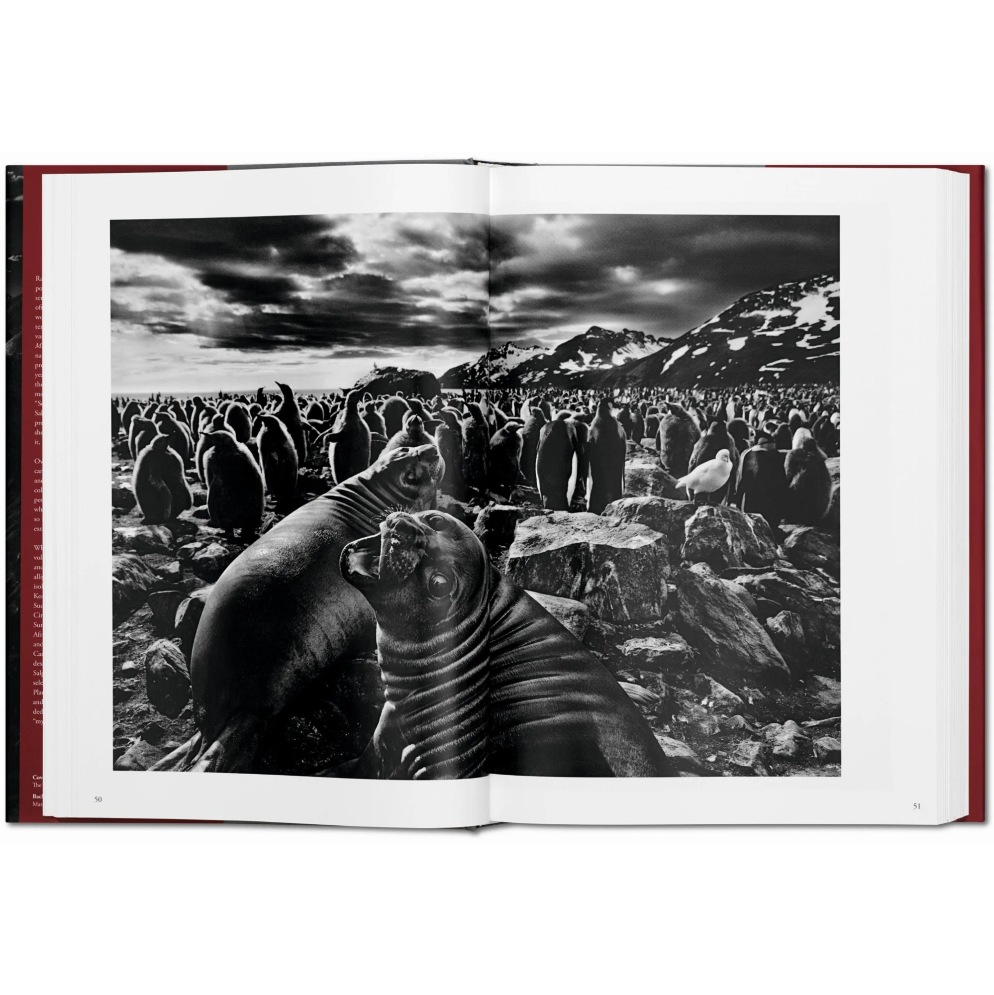 Sebastião Salgado.Genesis