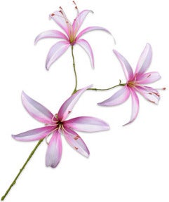 Silk-Ka kunstbloem Lelie roze 101 cm