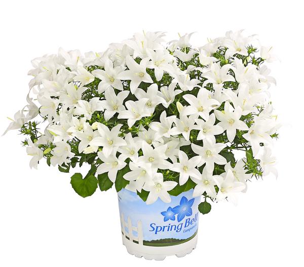 Glockenblume - Campanula porscharskyana