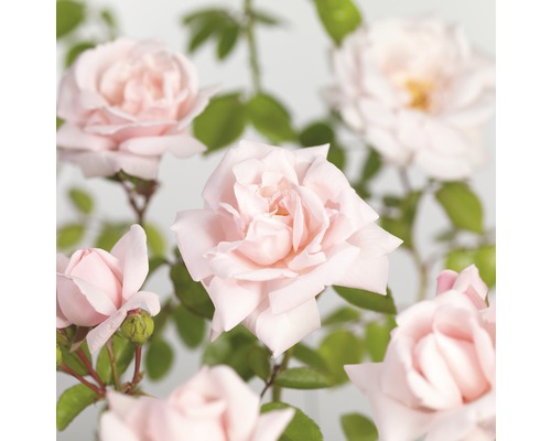 Klimroos 'New Dawn' FloraSelf Rosa 'New Dawn' H 100-120 cm Co 5 L