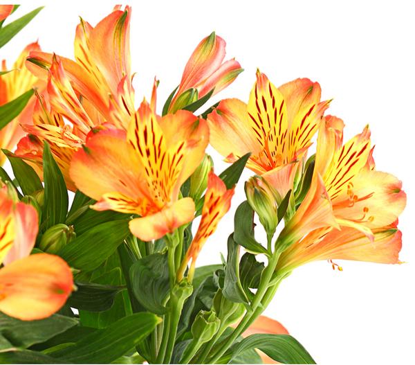 Inkalilie, verschiedene Farben