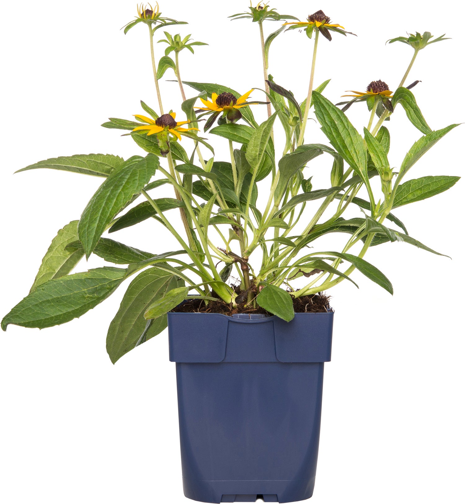 Zonnehoed (Rudbeckia fulgida 'Little Goldstar') D 11 H 10 cm