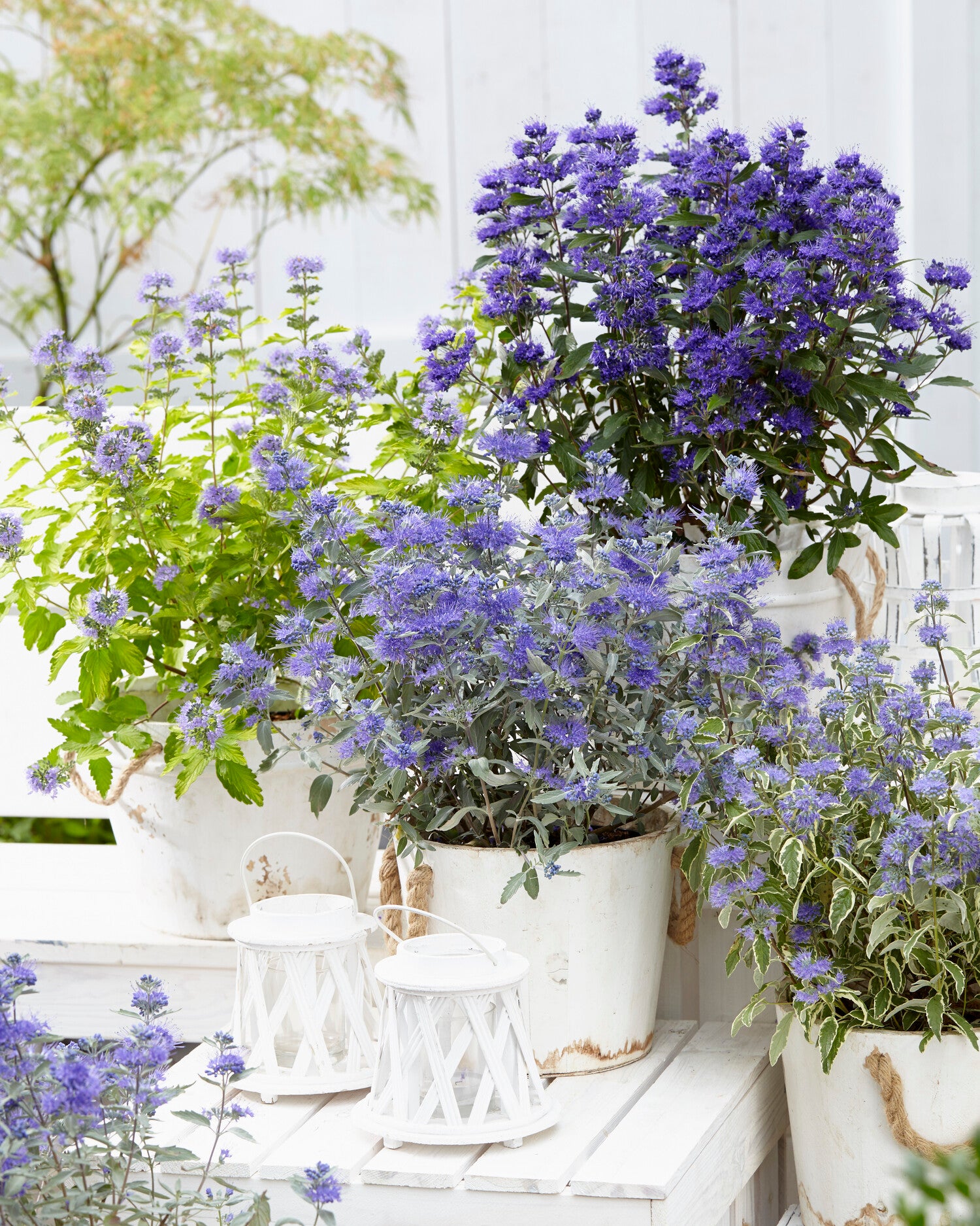 Blauwbaard (Caryopteris x clandonensis 'Grand Blue') D 19 H 20 cm