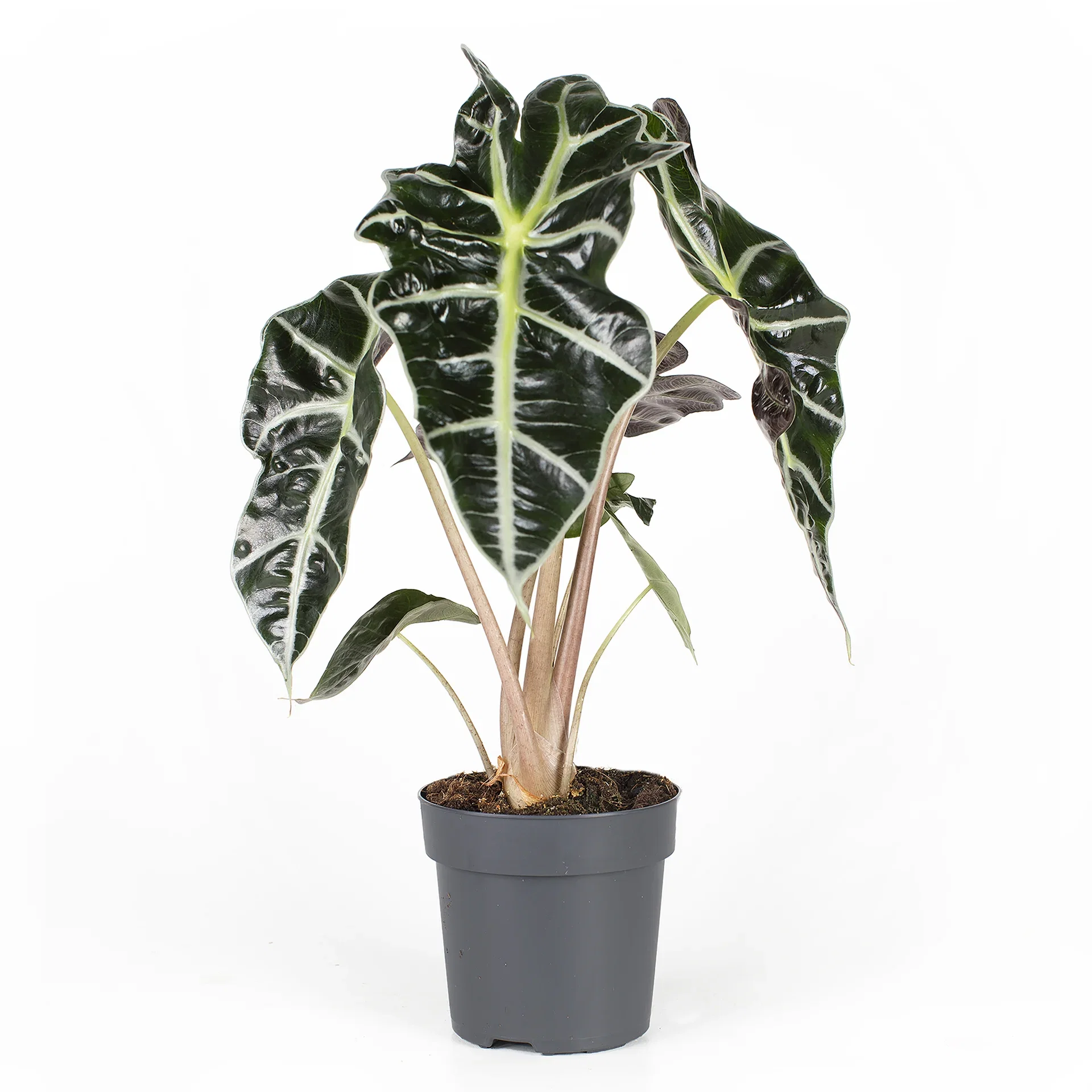 Alocasia x amazonica Alocasia 'Amazonica' Høyde 35 cm