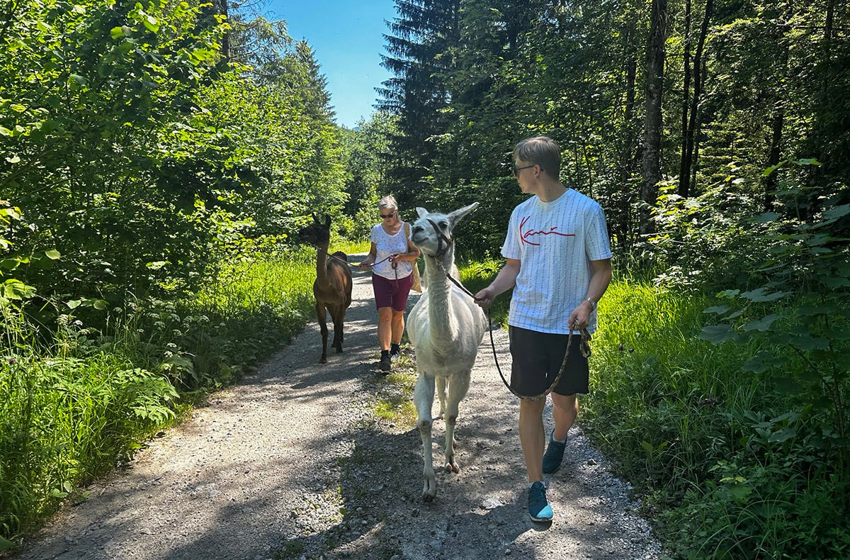 Lamawanderung mit Picknick Molln