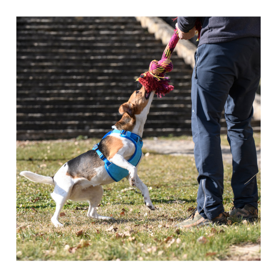 Coleira peitoral refrescante Freedog Cool Pro Tech azul para cães